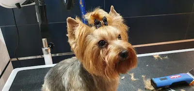 Salon Pielęgnacji Zwierząt "Zakątek Pupila"